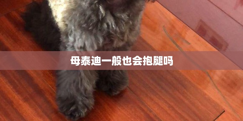 母泰迪一般也会抱腿吗