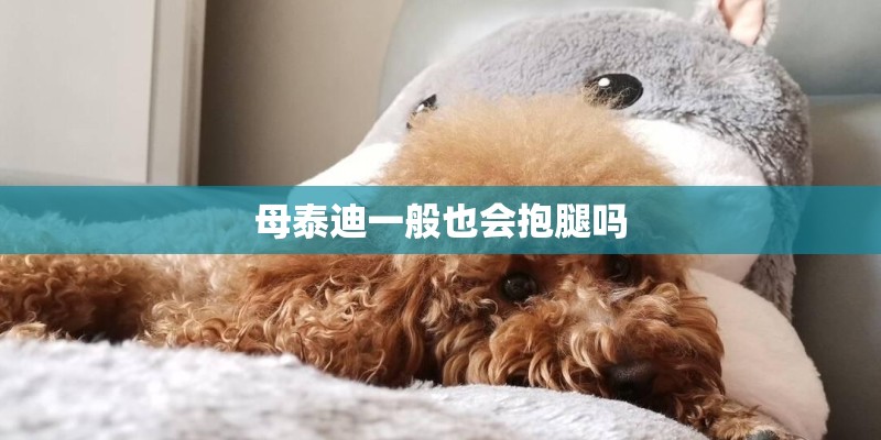 母泰迪一般也会抱腿吗