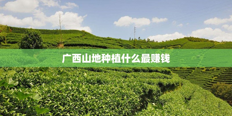 广西山地种植什么最赚钱