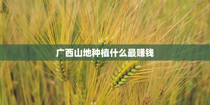 广西山地种植什么最赚钱
