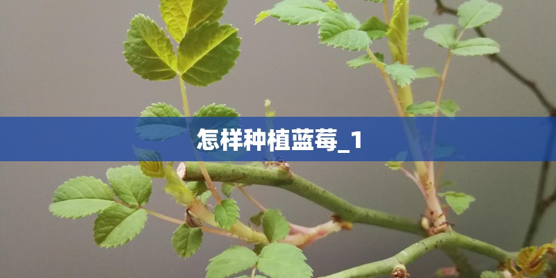 怎样种植蓝莓_1