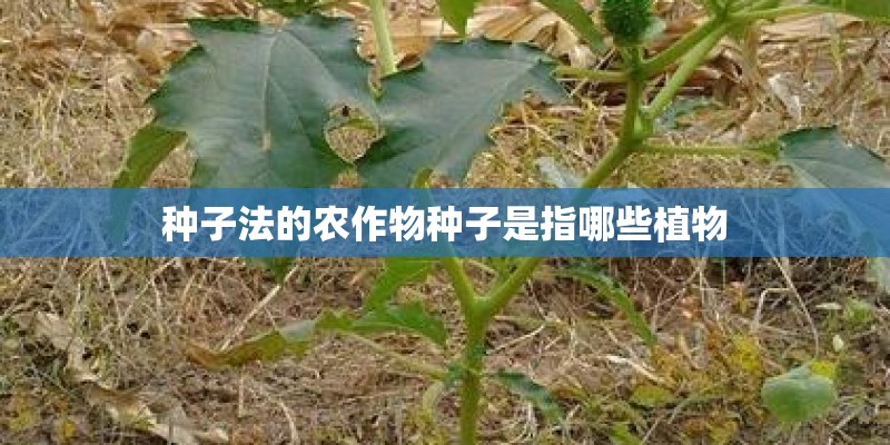 种子法的农作物种子是指哪些植物