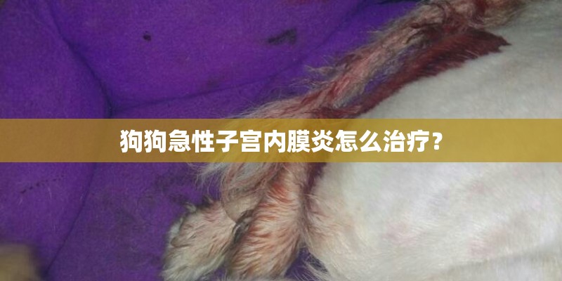 狗狗急性子宫内膜炎怎么治疗？