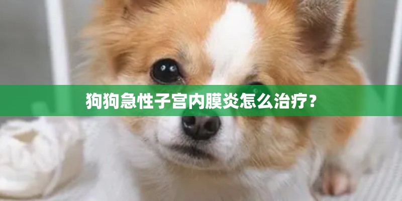 狗狗急性子宫内膜炎怎么治疗？