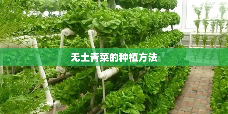 无土青菜的种植方法 无土青菜的种植方法