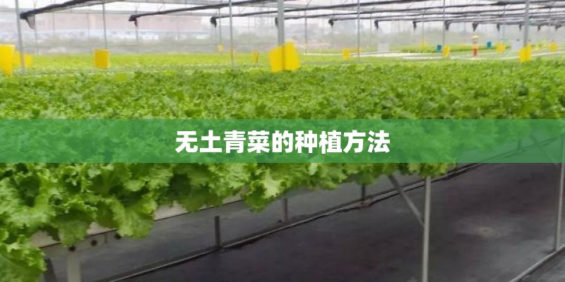 无土青菜的种植方法 无土青菜的种植方法