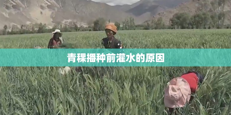 青稞播种前灌水的原因