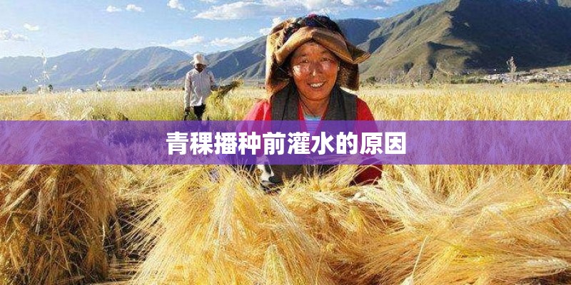 青稞播种前灌水的原因