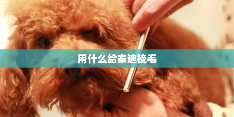 用什么给泰迪梳毛