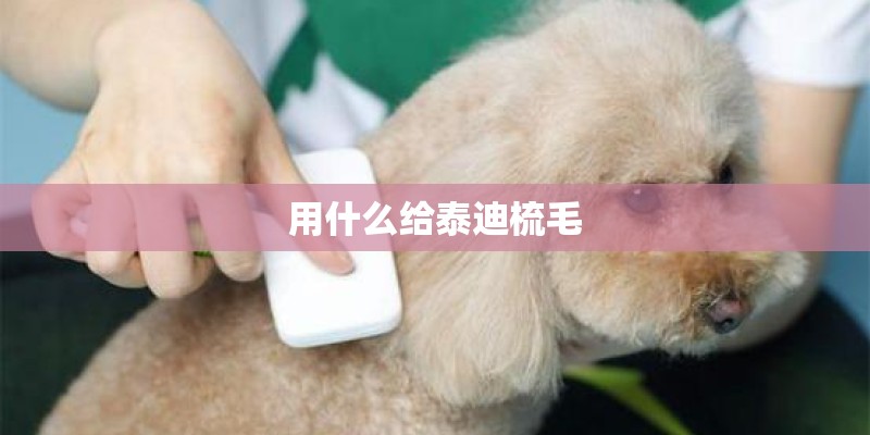 用什么给泰迪梳毛