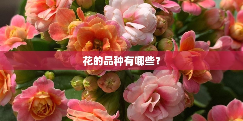 花的品种有哪些？