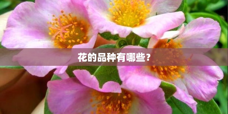 花的品种有哪些？