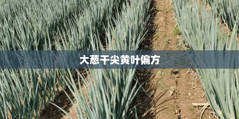 大葱干尖黄叶偏方