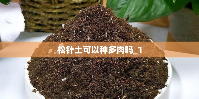 松针土可以种多肉吗_1