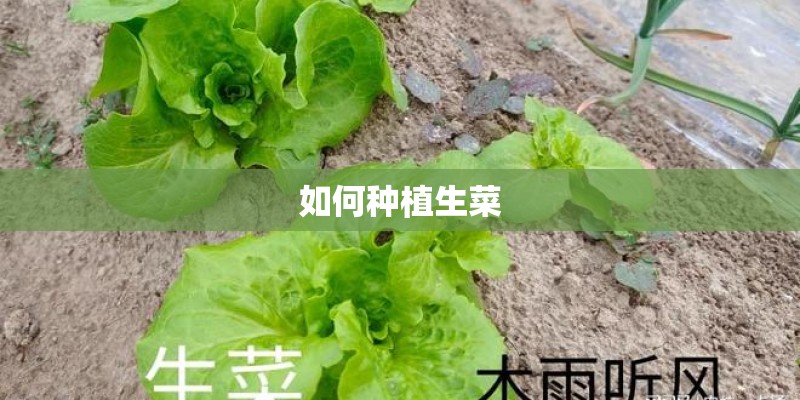 如何种植生菜
