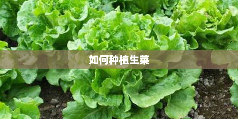 如何种植生菜