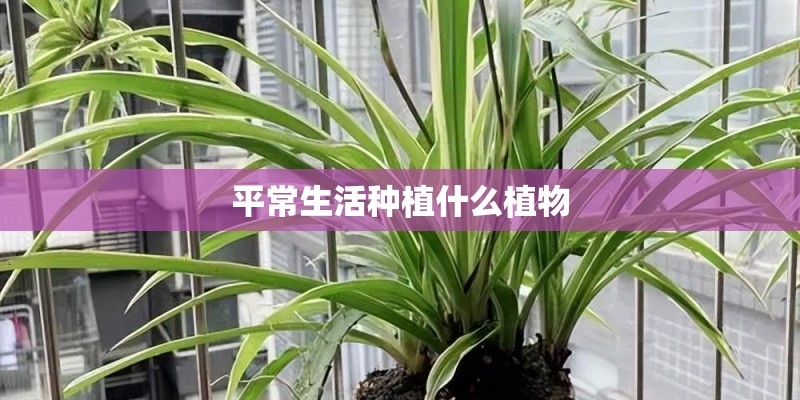 平常生活种植什么植物