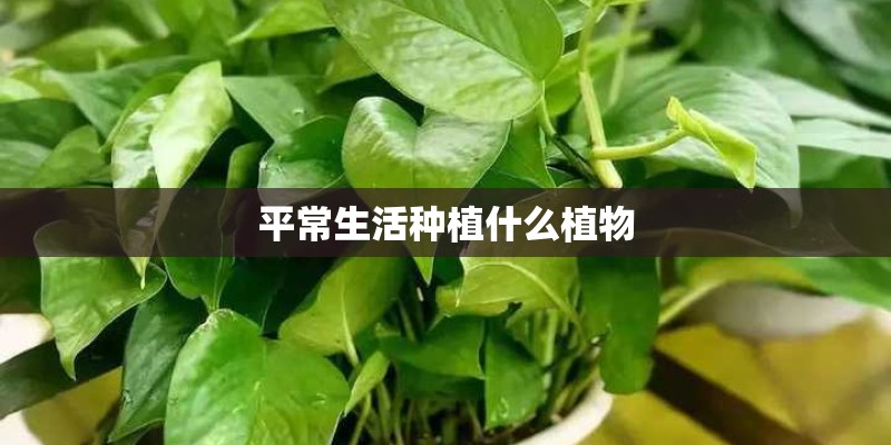 平常生活种植什么植物