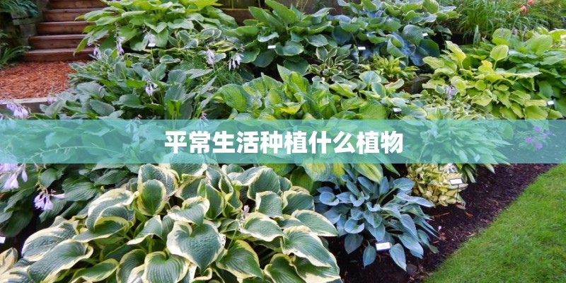平常生活种植什么植物