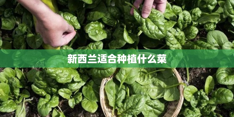 新西兰适合种植什么菜