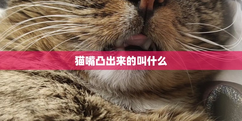 猫嘴凸出来的叫什么 猫嘴凸出来的叫什么
