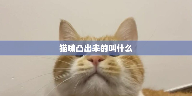 猫嘴凸出来的叫什么 猫嘴凸出来的叫什么