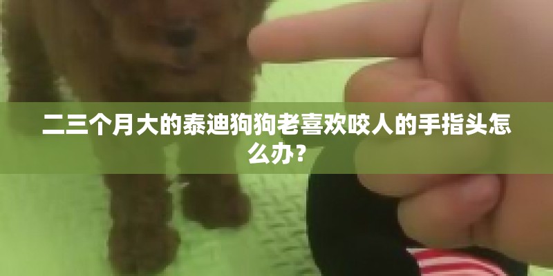 二三个月大的泰迪狗狗老喜欢咬人的手指头怎么办？