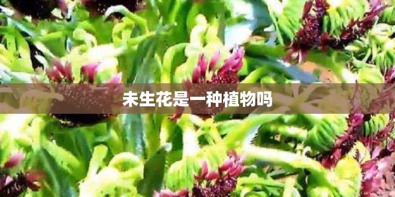 未生花是一种植物吗