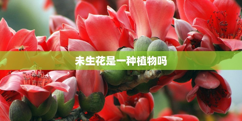 未生花是一种植物吗
