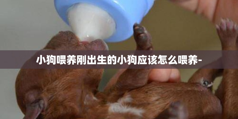 小狗喂养刚出生的小狗应该怎么喂养-