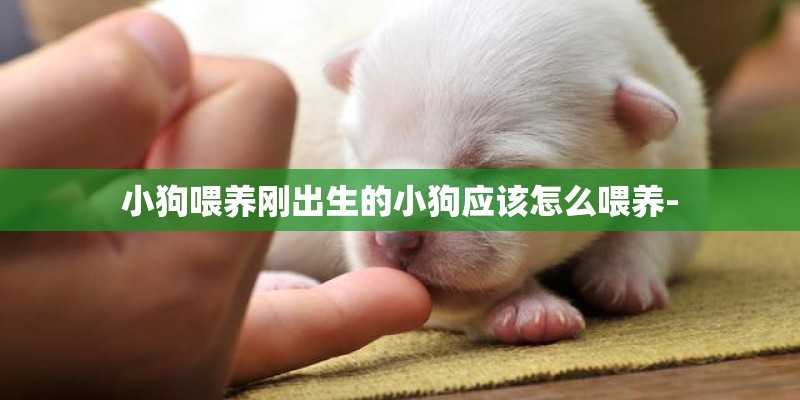 小狗喂养刚出生的小狗应该怎么喂养- 小狗喂养刚出生的小狗应该怎么喂养-