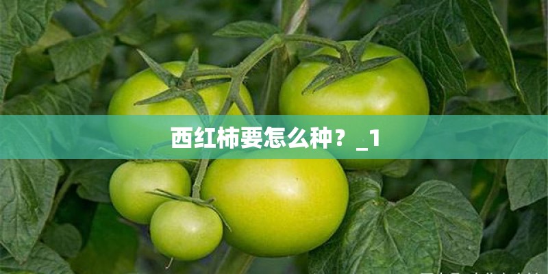 西红柿要怎么种？_1