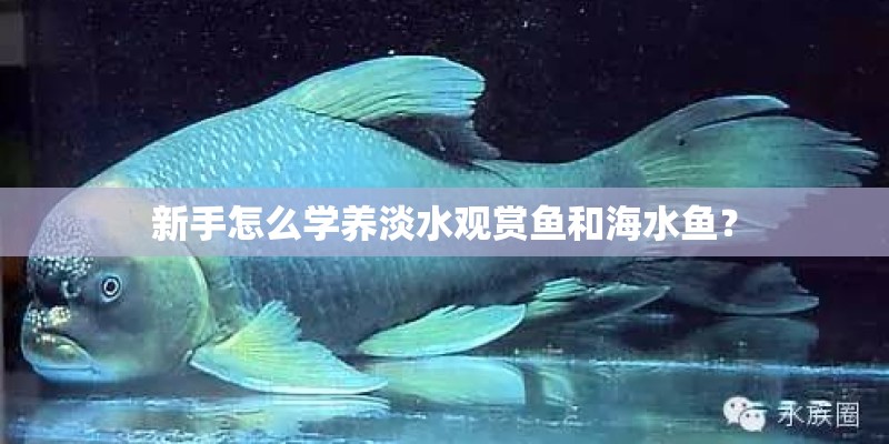 新手怎么学养淡水观赏鱼和海水鱼？