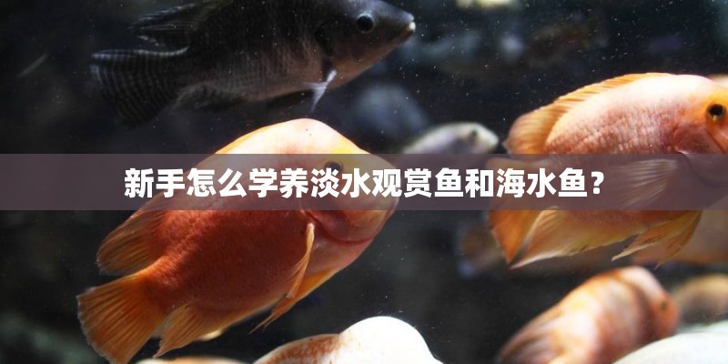 新手怎么学养淡水观赏鱼和海水鱼？