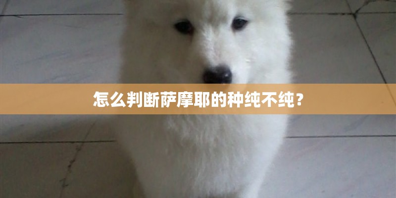 怎么判断萨摩耶的种纯不纯？