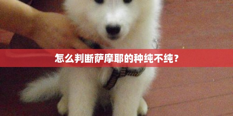 怎么判断萨摩耶的种纯不纯？