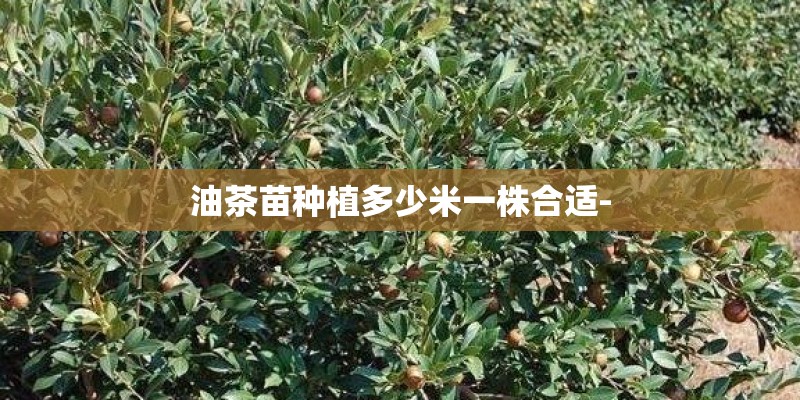 油茶苗种植多少米一株合适-