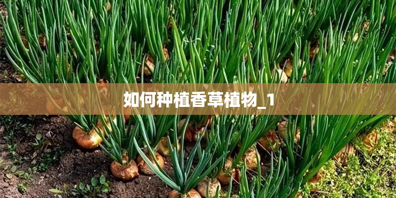 如何种植香草植物_1