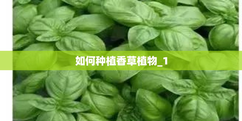 如何种植香草植物_1