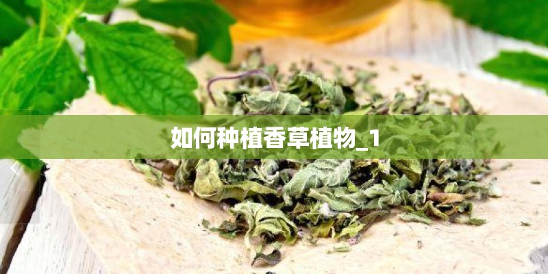 如何种植香草植物_1