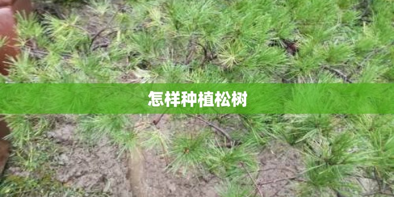 怎样种植松树