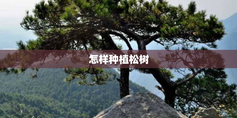 怎样种植松树 怎样种植松树