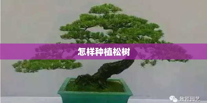 怎样种植松树 怎样种植松树