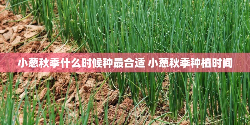 小葱秋季什么时候种最合适 小葱秋季种植时间 小葱秋季什么时候种最合适 小葱秋季种植时间