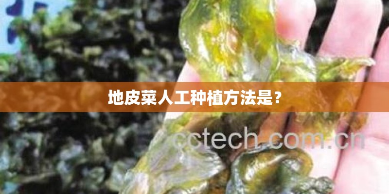 地皮菜人工种植方法是？