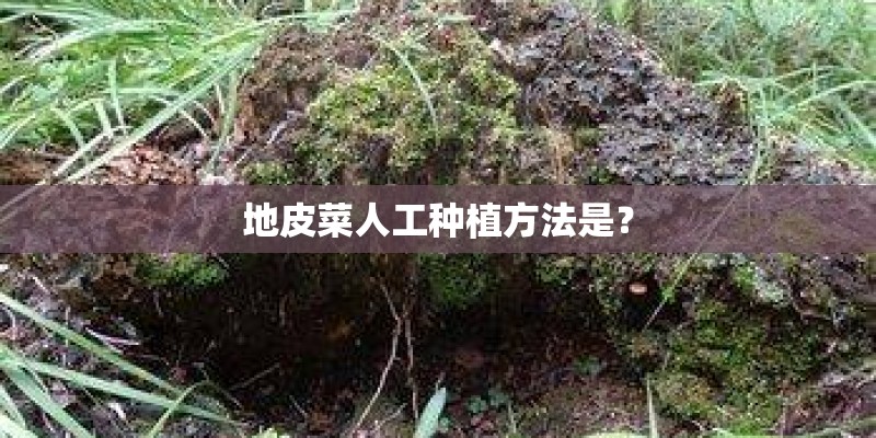 地皮菜人工种植方法是？
