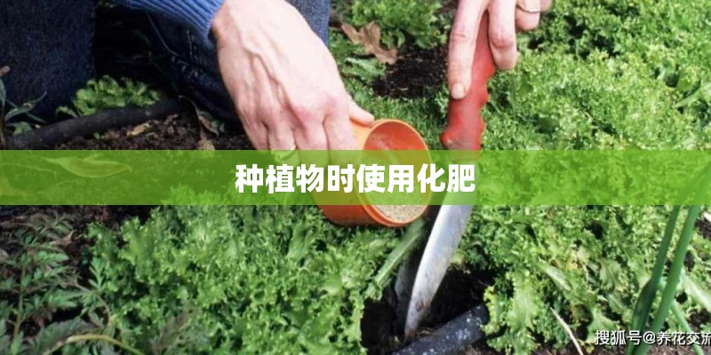 种植物时使用化肥 种植物时使用化肥