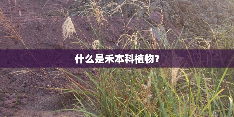 什么是禾本科植物? 什么是禾本科植物?
