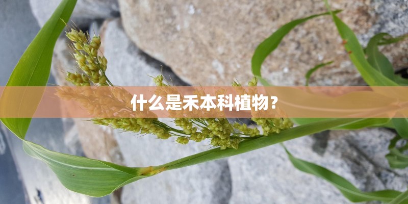 什么是禾本科植物? 什么是禾本科植物?