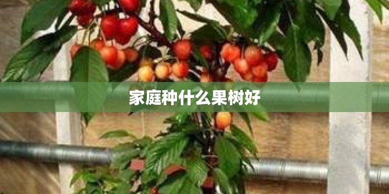 家庭种什么果树好 家庭种什么果树好